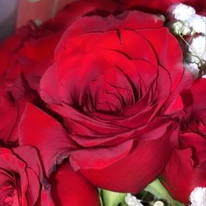 Meet your Posher, Cheyenne